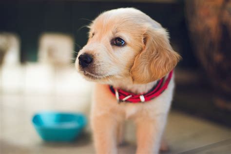 cane cucciolo in regalo|cuccioli da regalare.